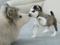 大きすぎる先輩犬にびっくり？  ハスキーの子犬がアラスカン・マラミュートにご挨拶