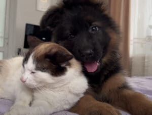 仲良くなるの早すぎ！ 子犬と猫を対面させてみた