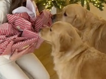 子どもだけじゃない！犬さんたちも待ちきれないクリスマスプレゼント開封タイム