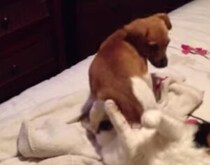 ごめんなしゃい… はしゃぎすぎた子犬が猫先輩の顔に