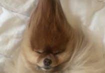 なんだか強そうな髪型！ヘアスタイルがすごいポメラニアン