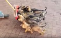 いっぱい釣れました！子犬の前でお掃除してみたら…