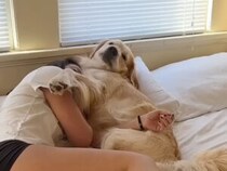 枕もスペースも独占、快眠していたのは犬さんだけでした
