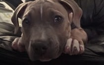 これってすごい特技です！60秒で眠れちゃう犬さん