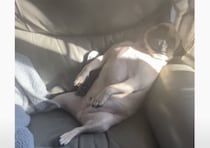 みんなそれぞれ個性が強すぎ！愛犬たちの部屋に行ってみると…