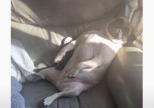 みんなそれぞれ個性が強すぎ！愛犬たちの部屋に行ってみると…