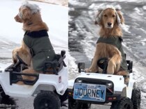 雪道は足が冷えちゃうもんね！ ジープに乗っておでかけする犬さん