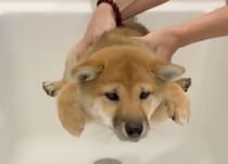 柴犬「お風呂だけは嫌なの〜！」抵抗の仕方が可愛い子犬