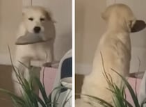 スリッパを持ってドアの前で待機する犬。パパの帰宅を待っていて…