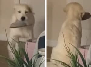 スリッパを持ってドアの前で待機する犬。パパの帰宅を待っていて…