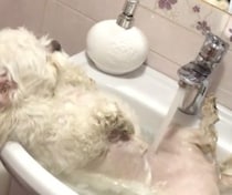小型犬だからできること！ 洗面台をバスタブにして入浴♡