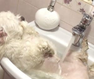 小型犬だからできること！ 洗面台をバスタブにして入浴♡