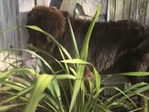 草むらに隠れているつもりの犬さん。言いづらいけど…、丸見えだよ〜！