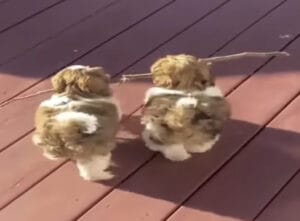 「そっち持ってね！」仲良くトコトコ、一本の枝を大事そうに運ぶ子犬さん♡