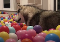 ボールプールの中から声？ スピーカーを隠してみた時の愛犬の可愛い反応！