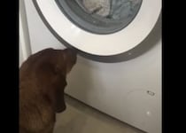 「僕の友達になんてことするの！」洗濯機の中のぬいぐるみを助けたい犬。