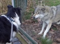 オオカミと犬が対面。なにか違う、でも「やっぱりボクたち似てる！」