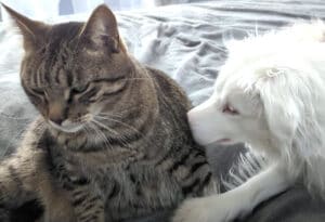 ぽふっ♡  遊ぼうよー？ 猫に振り向いて欲しい犬さんが可愛いアピール開始！