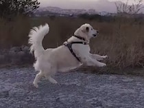 怪しいやつ発見！ 勇敢に立ち向かう犬さんが見つけたのは？