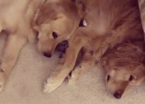 仲良く並ぶ2匹のゴールデンレトリバー、よく見ると真ん中に…