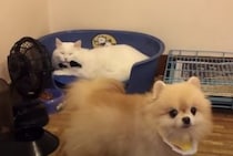 ほっこりするやり取り♡ 「大丈夫、気にしないから！」猫さんにベッド取られちゃったけど怒らない犬さん