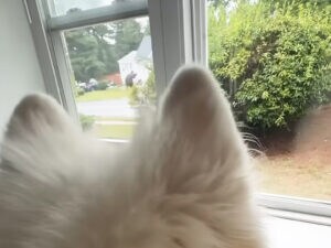 窓辺でじーっと観察! サモエド犬が見せた“猫ウォッチング”にほっこり