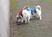 犬「迷子になるでしょ！」リードが離れた同居犬を引っ張ってきた！