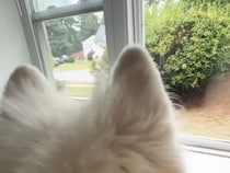 窓辺でじーっと観察！ サモエド犬が見せた“猫ウォッチング”にほっこり