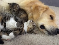 まるで家族のような関係♡ 犬さんの顔がよく見える場所で寝たい子猫たち