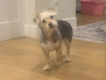 つまみ食いを見破られた！「バレました…」な犬さんのリアクション