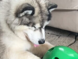 猫用おもちゃに夢中なハスキー! 豪快な“犬パンチ”で大はしゃぎする姿が面白い