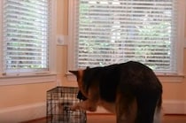 さすがジェントルマン！ケージに入れられた子犬をみたシェパードは…