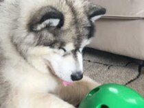 猫用おもちゃに夢中なハスキー！ 豪快な“犬パンチ”で大はしゃぎする姿が面白い