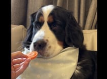 はじめてのニンジンを試食！ 犬さんの反応は