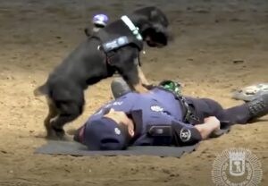 頼もしい!心臓マッサージを覚えた犬、いざという時は人命救助も