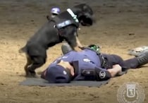 頼もしい！心臓マッサージを覚えた犬、いざという時は人命救助も