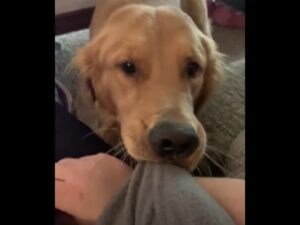 犬「いいもの持ってるね!ちょーだい!」飼い主の物をすぐ欲しがるワンコ