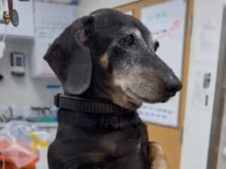 「準備できてます！」獣医さんの前で立ち上がる子犬の姿に笑顔と癒やし