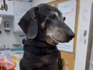 「準備できてます！」獣医さんの前で立ち上がる子犬の姿に笑顔と癒やし