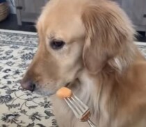 「…それ美味しくないんでしょ？」健康食には厳しい目を向ける犬さん。