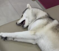 ただいま「イヤイヤ期」なんです！ ワガママっぷりも可愛い犬さん