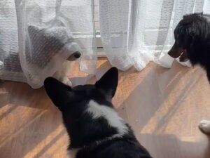 カーテンの裏から「ばぁ!」コーギー兄弟のドッキリごっこが面白すぎる
