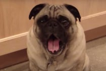 歌ってよ〜！とお願いされた犬さん、飼い主がしつこいので渋々…