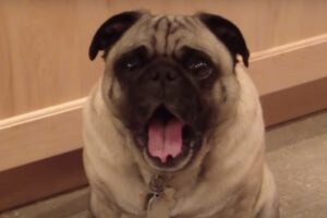 歌ってよ〜!とお願いされた犬さん、飼い主がしつこいので渋々…