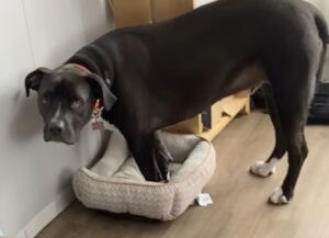 小さいベッドの前で悲しそうな顔をする犬… その理由に笑っちゃう!