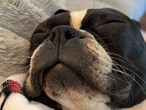 「寝たら楽しいことを逃すかも」眠気に抗う子犬の必死さが愛おしい