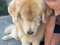 「これは宝物なんだ」野球ボールを大切に眺めるゴールデンの姿にほっこり