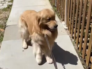お散歩より涼しいお家がいい♡ 早く帰りたいゴールデンレトリバーさん