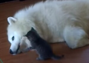 サモエド犬「ハイハイ、強いねー」子猫にされるがままの優しい犬さん。