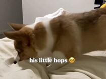 飼い主の足や手に「えいっ！」大きくなっても変わらない遊び方にほっこり